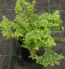 Polystichum set.-  'Rotundatum Cristatum' Sold out